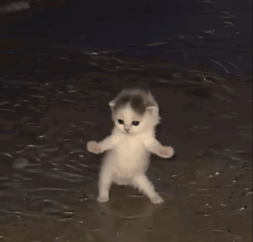 GIF étiré